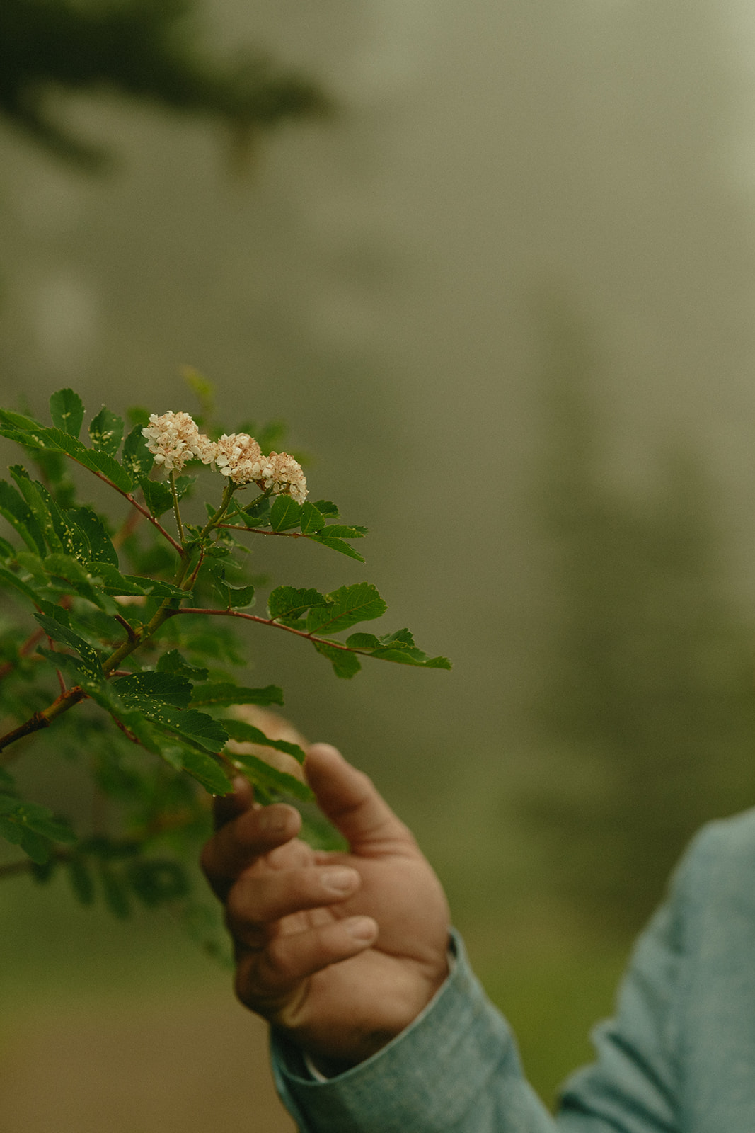 Groom’s hand softly holding a flowering alpine branch, with fog and trees in the distance.