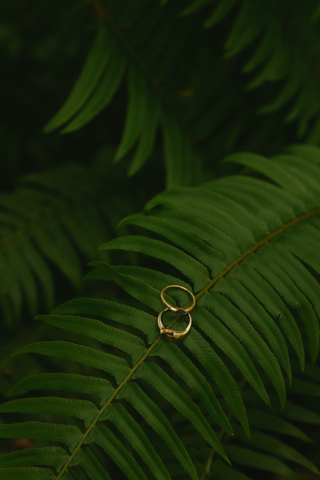 Two simple gold rings rest gently on the leaf of a vibrant green fern, symbolizing love rooted in nature.