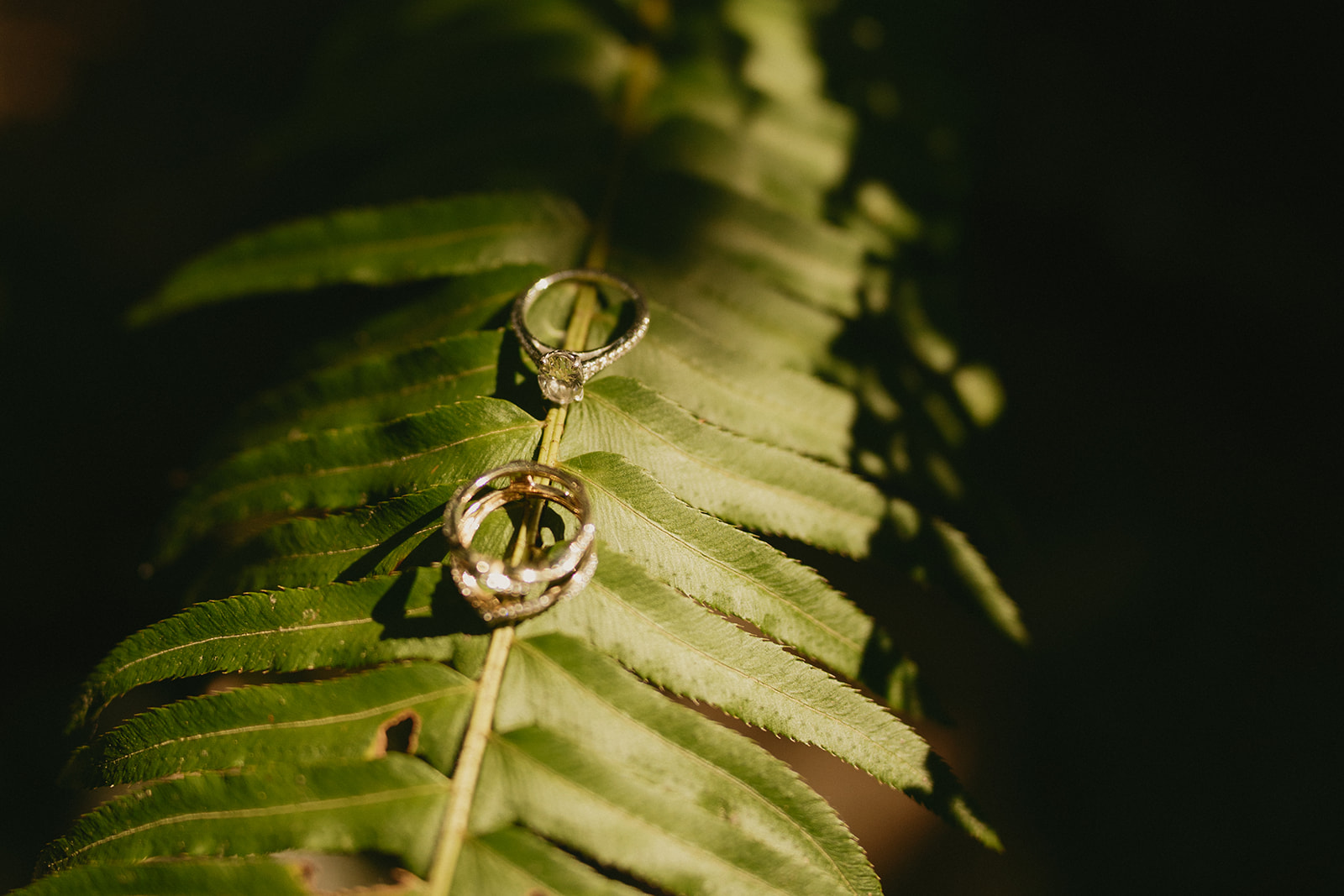 Two wedding bands placed on a fern leaf, a subtle detail from a forest elopement in Washington.