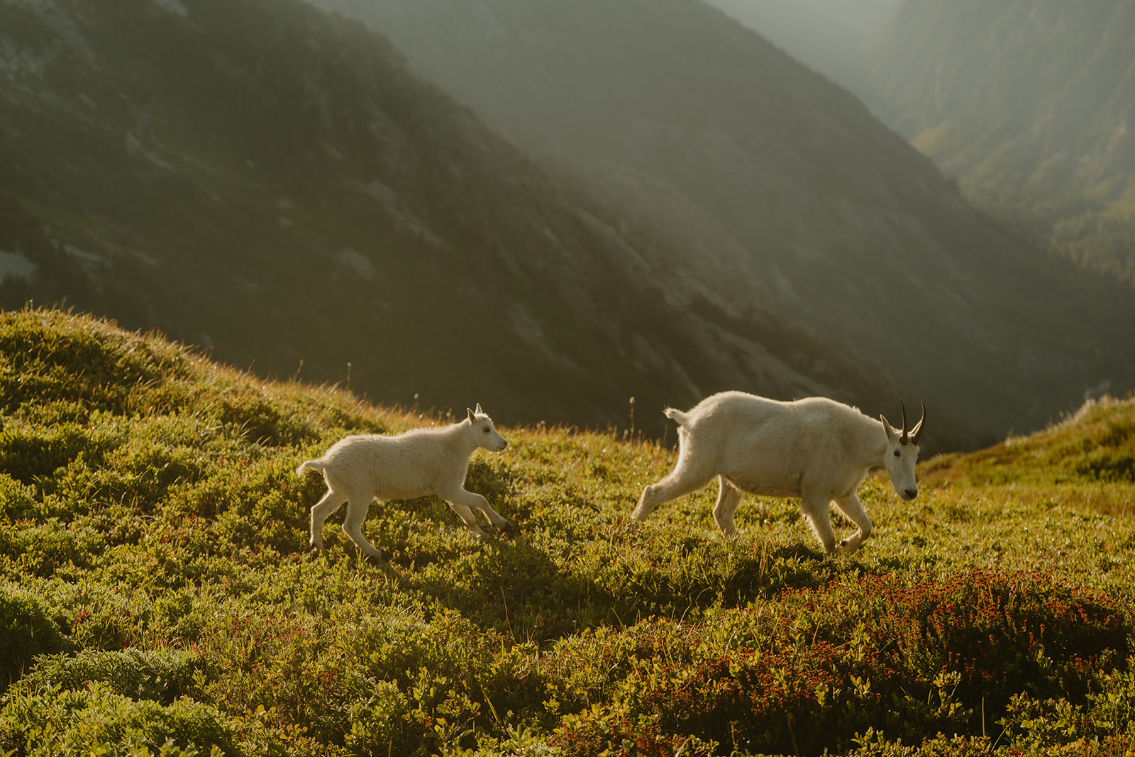 A mountain goat stands beside its baby on a rocky mountain slope, surrounded by rugged terrain and clear blue sky.