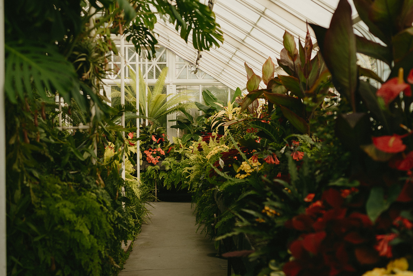 Pathway lined with colorful tropical plants and ferns inside the greenhouse, a peaceful setting for an intimate wedding celebration.