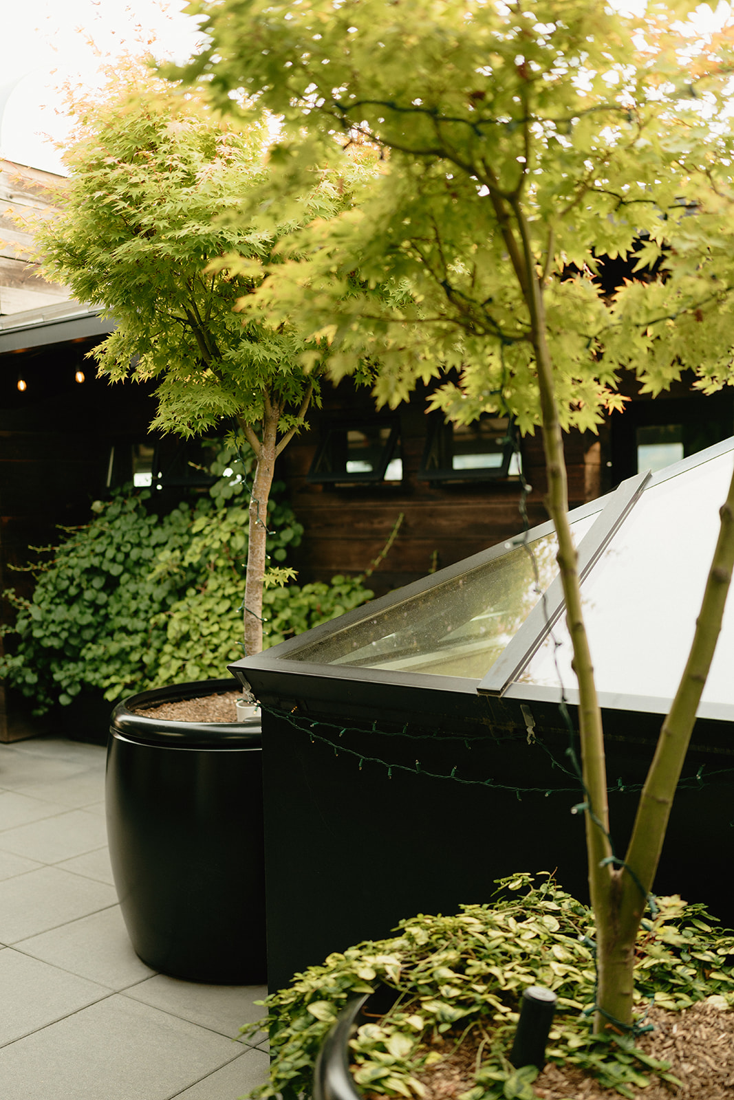 Lush potted trees and greenery soften the edges of a rooftop patio, creating an intimate urban garden feel.