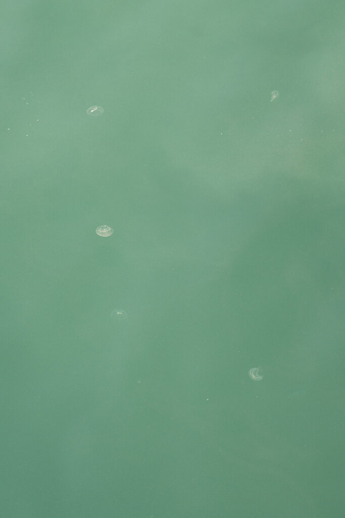 Close up image of jelly fish in the waters of the San Juan Islands